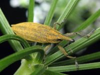 Lixus (Eulixus) iridis