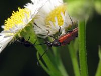 Stenurella bifasciata
