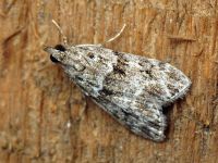 Scoparia