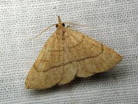 Paracolax tristalis