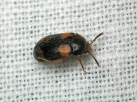 Mycetophagus quadripustulatus