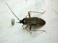 Adelphocoris seticornis