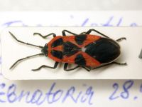 Tropidothorax leucopterus