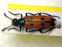 Mylabris quadripunctata