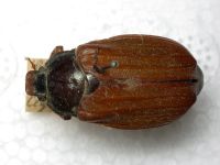 Hoplosternus insignis