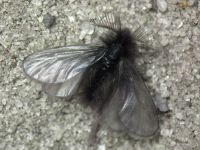 Ptilocephala plumifera