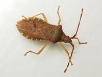 Gonocerus acuteangulatus