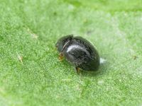 Stethorus punctillum