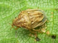 Neottiglossa leporina