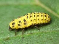 Psyllobora (Thea) vigintiduopunctata