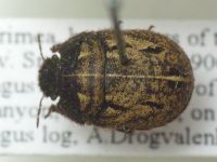Odontoscelis (Odontoscelis) fuliginosa