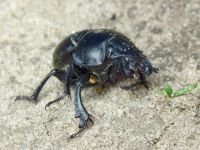 Lethrus apterus