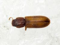 Bitoma crenata