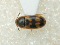 Litargus connexus