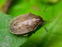Neottiglossa pusilla