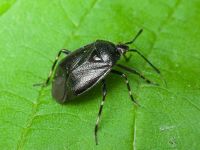 Deraeocoris trifasciatus