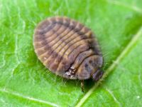 Platynaspis luteorubra