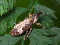 Lixus (Callistolixus) cylindrus