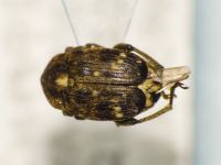 Bruchus pisorum