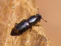 Rhizophagus bipustulatus