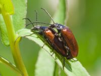 Omophlus lepturoides