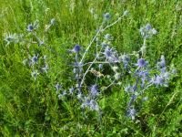 Eryngium planum