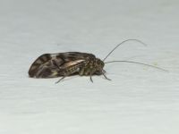 Psocoptera