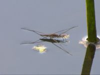 Gerridae