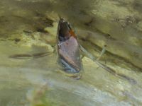 Notonecta meridionalis