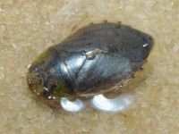 Ilyocoris cimicoides