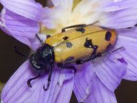 Mylabris geminata