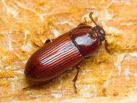 Uloma culinaris