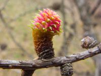 Larix decidua