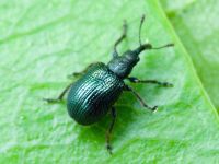 Neocoenorrhinus pauxillus