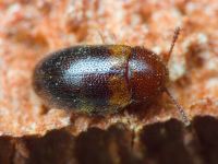 Triphyllus bicolor