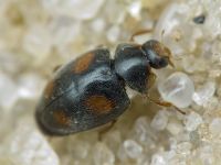 Scymnus frontalis