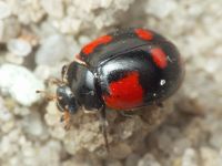 Adalia bipunctata