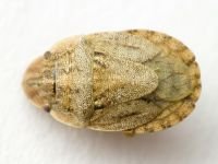 Sciocoris cursitans