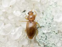 Corticarina