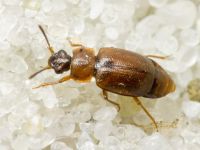 Anthobium atrocephalum