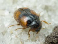 Scymnus frontalis