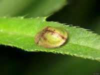Cassida (Cassida) vibex