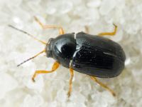 Cryptocephalus