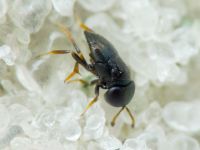 Choreia inepta