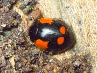 Adalia bipunctata