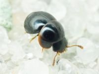Agathidium