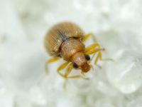 Melanophthalma