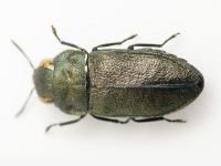 Buprestidae
