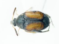 Bruchinae