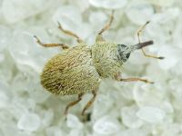 Mecinus ictericus